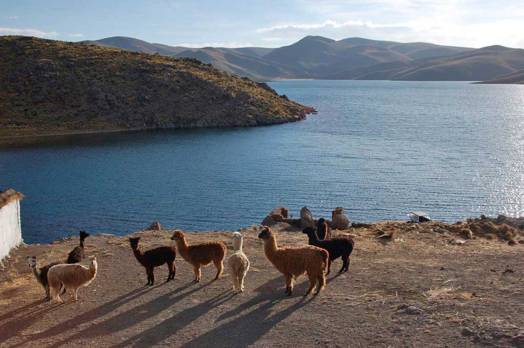 Laguna Saracocha, aguas azules y alpacas pastando